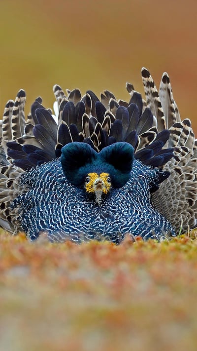 Ruff male displaying its plumage, Varanger Peninsula, Norway (© Winfried Wisniewski/Minden Pictures) mobile wallpaper