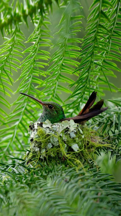 Braunschwanzamazilie, Costa Rica (© Juan Carlos Vindas/Getty Images) mobile wallpaper