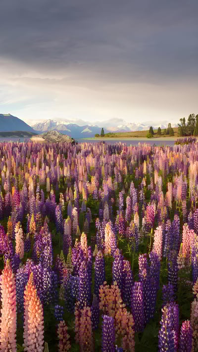 Russell lupines along Lake Tekapo, South Island, New Zealand (© Jeffrey Lewis/Tandem Stills + Motion) mobile wallpaper
