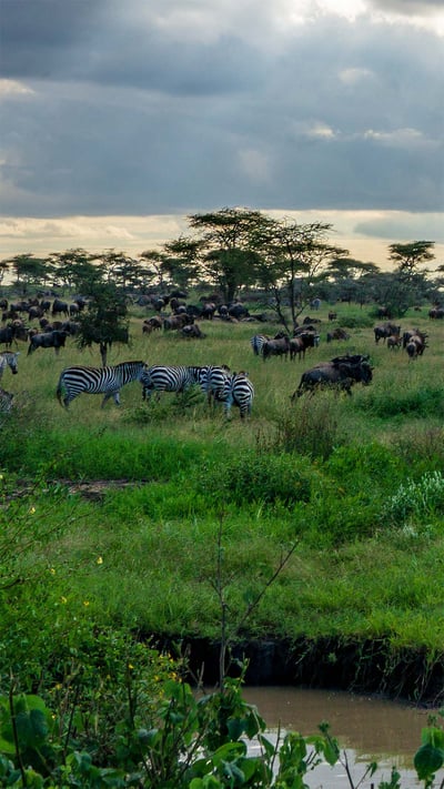 Zebras and wildebeests in the Serengeti National Park, Tanzania (© Raffi Maghdessian/Cavan Images) mobile wallpaper