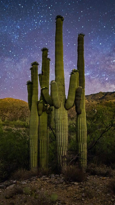 Saguaro 'family' and Milky Way, Saguaro National Park, Arizona (© Christian Foto Az/Shutterstock) mobile wallpaper