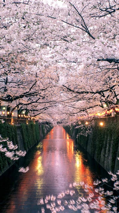 Cherry blossoms over the Meguro River, Tokyo, Japan (© taketan/Getty Images) mobile wallpaper