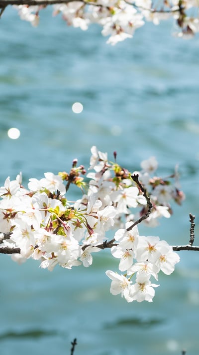 「川辺の桜」 大阪府 (© Bongsub Kim/offset by shutterstock) mobile wallpaper