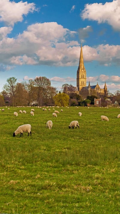 Salisbury Cathedral with flock of grazing sheep, England (© Slawek Staszczuk Photo/Alamy) mobile wallpaper