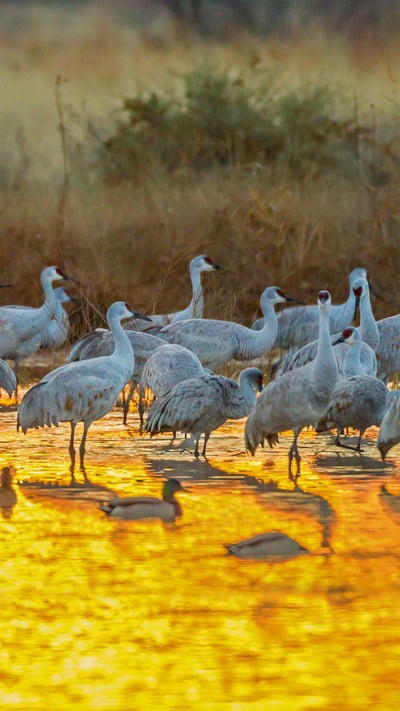 Sandhill cranes and mallard ducks, Bosque del Apache National Wildlife Refuge, New Mexico (© Cathy & Gordon Illg/Jaynes Gallery/DanitaDelimont.com) mobile wallpaper
