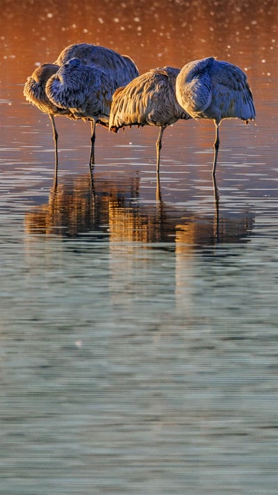 カナダヅル, 米国 ニューメキシコ州 (© Jay Goodrich/Tandem Stills + Motion) mobile wallpaper