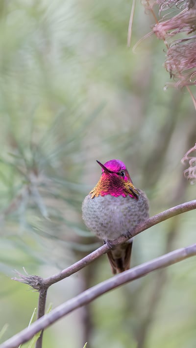 Anna's hummingbird, Santa Cruz, California (© yhelfman/Getty Images) mobile wallpaper
