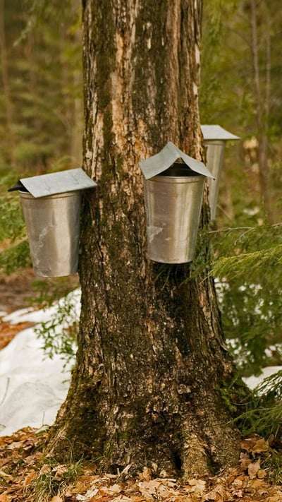 Sap-collecting buckets in Brome-Missisquoi, Quebec, Canada (© Roderick Chen/SuperStock) mobile wallpaper