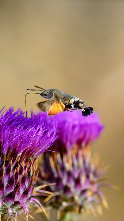 Hummingbird hawk-moth feeding on flower, Sardinia, Italy (© patriziomartorana/iStock/Getty Images Plus) mobile wallpaper
