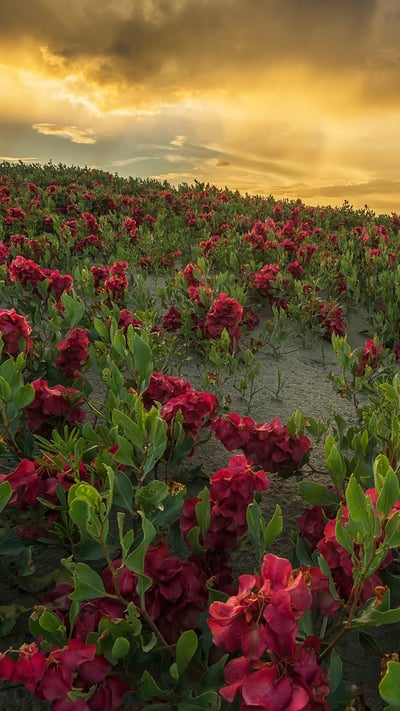 Sunset over the Great Sandhills, Saskatchewan, Canada (© Robert Postma/plainpicture) mobile wallpaper