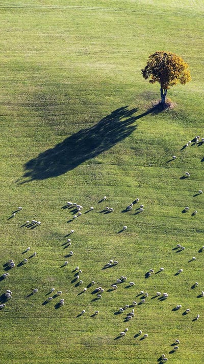 Sheep grazing near Ennabeuren, Heroldstatt, Baden-Wuerttemberg, Germany (© Arnulf Hettrich/Getty Images) mobile wallpaper