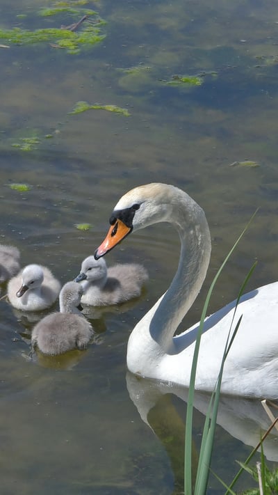 Schwan mit Küken, Aischgrund, Franken, Bayern (© Rüdiger Hess/geo-select FotoArt) mobile wallpaper