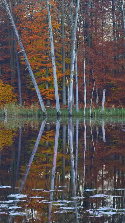 Rotbuchen und Kiefern spiegeln sich im Schweingartensee bei Carpin, Mecklenburg-Vorpommern (© Sandra Bartocha/Minden Pictures) mobile wallpaper