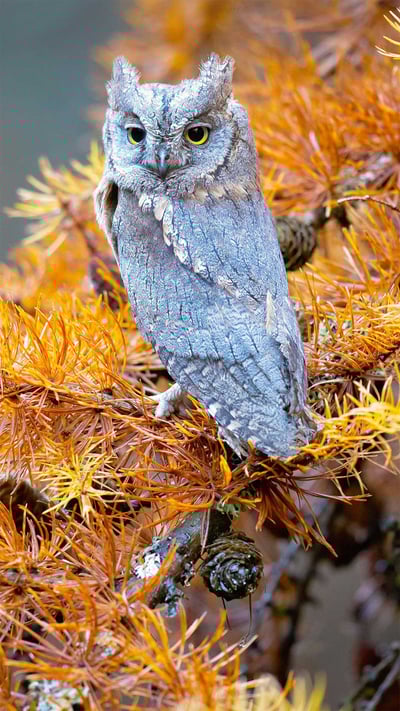 Eurasian scops owl in Bohemian Switzerland National Park, Czech Republic (© Milan Zygmunt/Alamy) mobile wallpaper