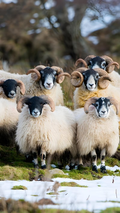Scottish Blackface sheep, Aberdeenshire, Scotland (© Mike Powles/Getty Images) mobile wallpaper
