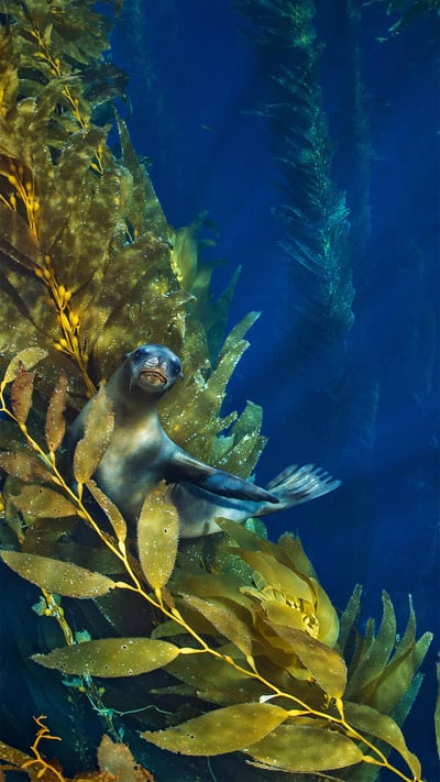 California sea lion in a forest of giant kelp near the Channel Islands of California (© Nature Picture Library/Alamy) mobile wallpaper