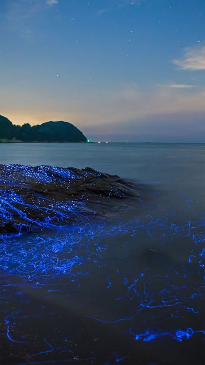 Bioluminescent sea fireflies along the shore of Okayama, Japan (© tdub_video/Getty Images) mobile wallpaper