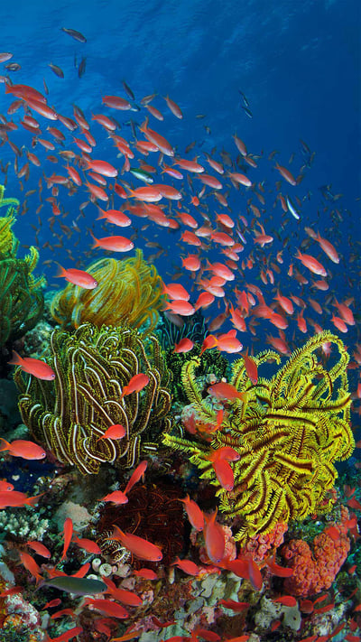 School of sea goldies with feather stars, Great Barrier Reef, Queensland, Australia (© Gary Bell/Minden Pictures) mobile wallpaper