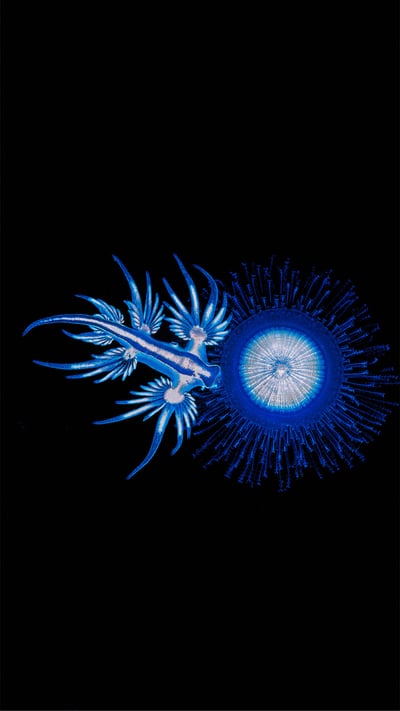 A sea swallow feeding on the tentacles of a blue button in Coffs Harbour, New South Wales, Australia (© Gary Bell/Minden Pictures) mobile wallpaper