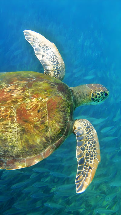 Sea turtle, Fernando de Noronha, Brazil (© João Vianna/Getty Images) mobile wallpaper