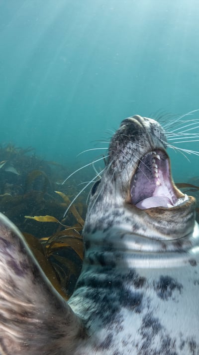 Gray seal pup, Lundy Island, England (© Henley Spiers/Minden Pictures) mobile wallpaper