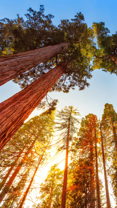 Giant sequoia trees in Sequoia and Kings Canyon National Parks, California (© lucky-photographer/Getty Images) mobile wallpaper