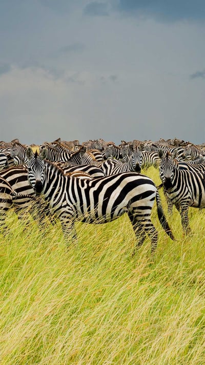 Zebras in Serengeti National Park, Tanzania (© pchoui/Getty Images) mobile wallpaper