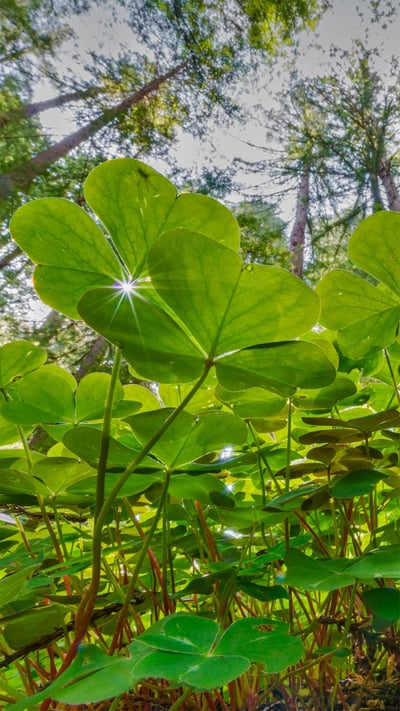 Coastal redwoods and wood sorrel, Prairie Creek Redwoods State Park, California (© Jack Dykinga/Minden Pictures) mobile wallpaper