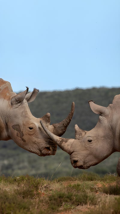 Southern white rhinoceros males, Shamwari Private Game Reserve, South Africa (© David Silverman/Getty Images) mobile wallpaper