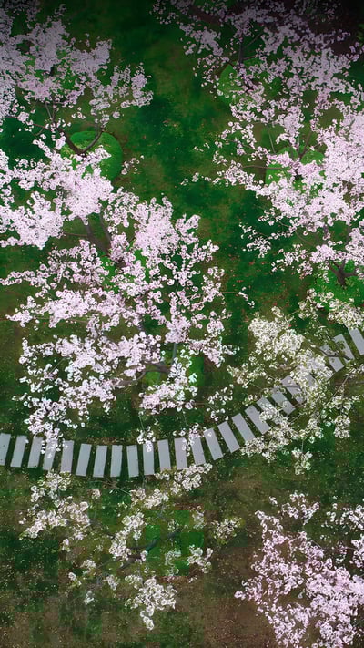 Cherry blossoms in Shanghai, China (© Yaorusheng/Getty Images) mobile wallpaper