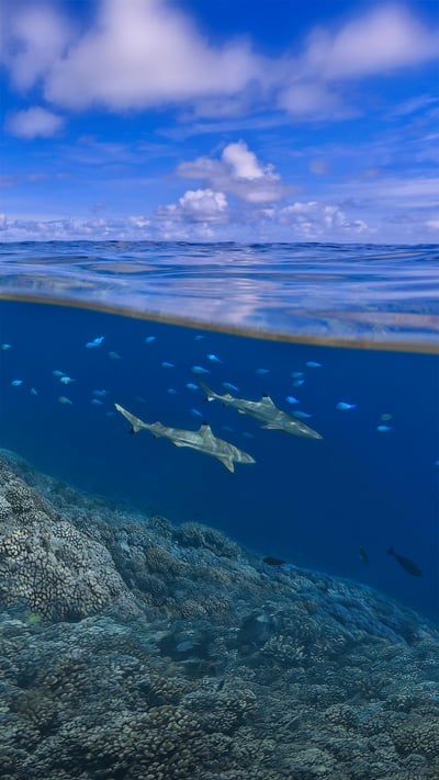Blacktip reef sharks off the coast of Tahiti, French Polynesia (© Paul Mckenzie/Minden Pictures) mobile wallpaper