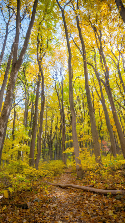 Fall colors in Shenandoah National Park, Virginia (© Michael Ver Sprill/Getty Images) mobile wallpaper