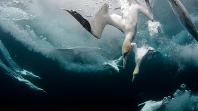 Flash, splash, then snack