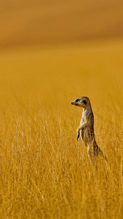 A meerkat in Namibia (© Danita Delimont/Offset by Shutterstock) mobile wallpaper