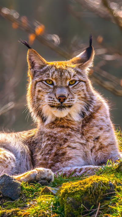 Eurasian lynx in Siberia (© Mario Plechaty Photograph/Shutterstock) mobile wallpaper