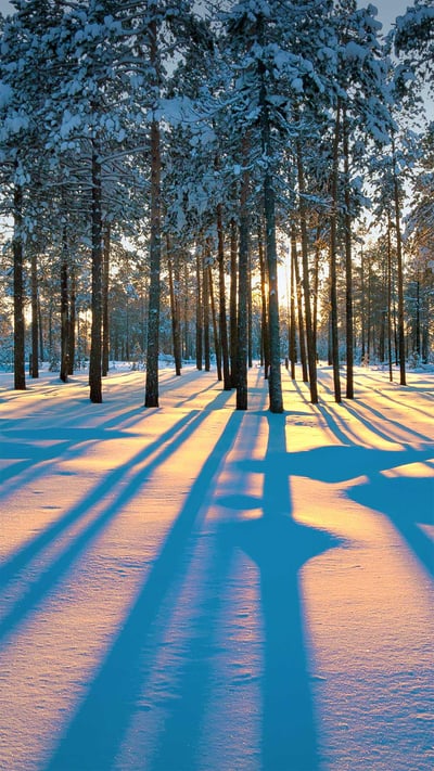Sunlight in the forest of Western Siberia, near the city of Raduzhny, Russia (© Leonid Ikan/Shutterstock) mobile wallpaper