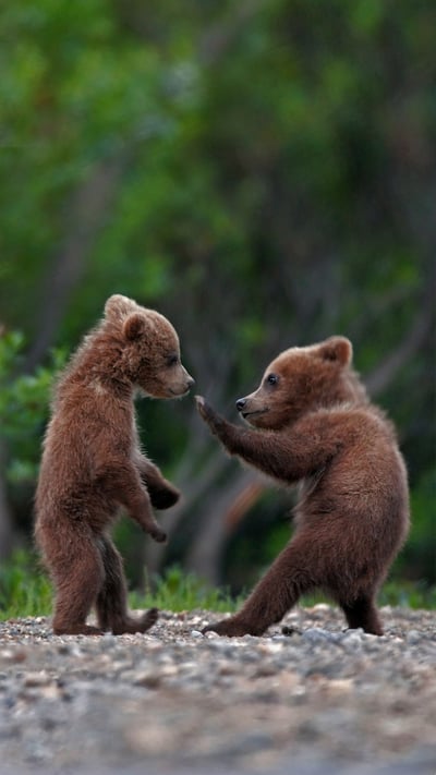 Grizzly bear cub siblings playing in Denali National Park and Preserve, Alaska (© Ron Niebrugge/Alamy) mobile wallpaper