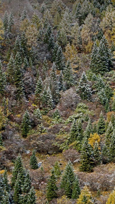 Early morning frost on trees in Mount Siguniang National Park in Sichuan province, China (© Robert Harding World Imagery/Offset by Shutterstock) mobile wallpaper