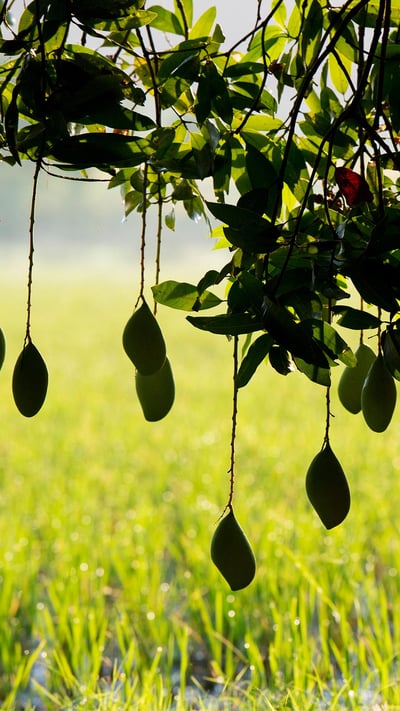 Ripening mangoes on a tree, India (© Tim Gainey/Alamy Stock Photo) mobile wallpaper