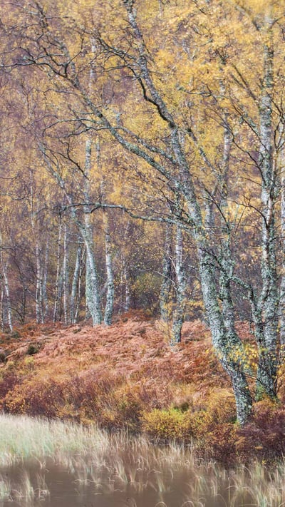 Silver birch (Betula pendula) woodland, Craigellachie National Nature Reserve, Scotland (© Nature Picture Library/Alamy Stock Photo) mobile wallpaper