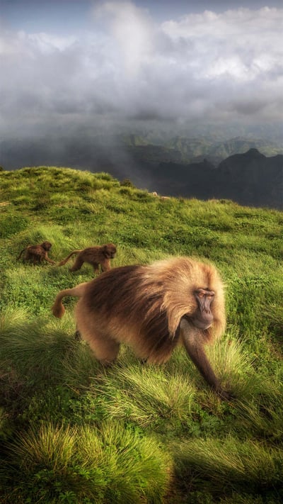 Gelada monkeys in Simien Mountains National Park, northern Ethiopia (© Marco Gaiotti/plainpicture) mobile wallpaper