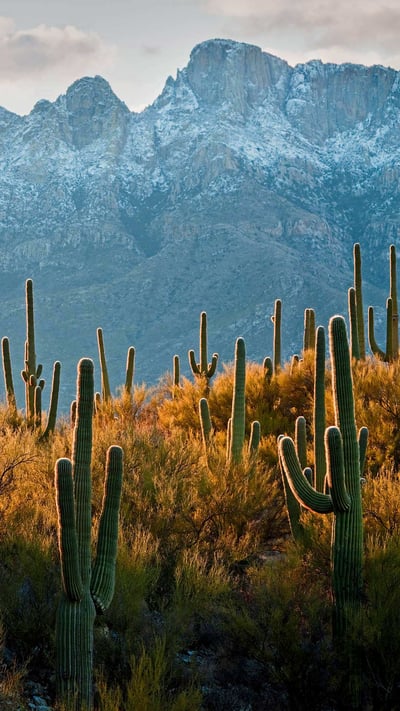 Cactus Sagaro dans le désert de Sonora près de Tucson, Arizona, États-Unis (© Jack Dykinga/Minden Pictures) mobile wallpaper