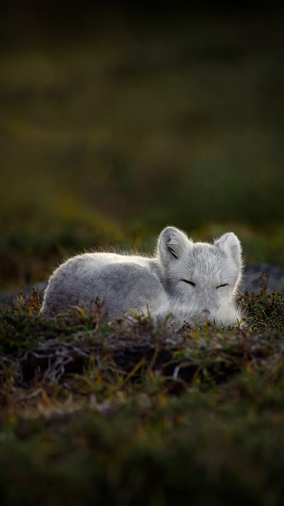 Sleeping Arctic fox (© Menno Schaefer/Getty Images) mobile wallpaper