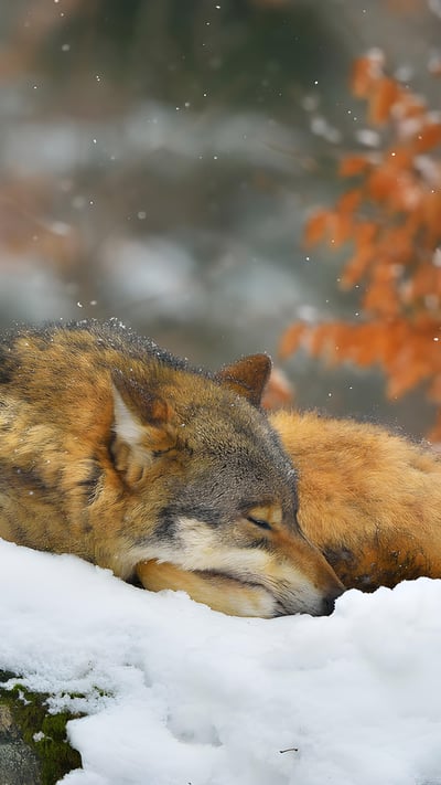 Sleeping wolf in Bavarian Forest National Park, Germany (© Raimund Linke/Getty Images) mobile wallpaper