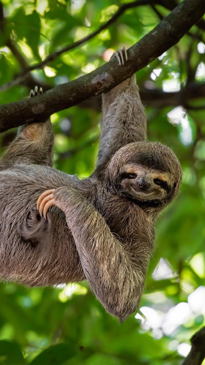 Brown-throated three-toed sloth in Manuel Antonio National Park, Costa Rica (© Lukas Kovarik/Shutterstock) mobile wallpaper