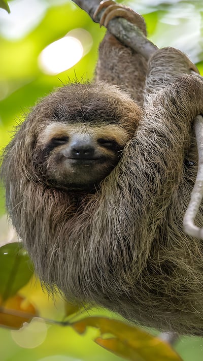 Three-toed sloth in Costa Rica (© Harry Collins/Getty Images) mobile wallpaper
