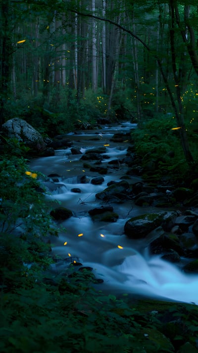 Synchronous fireflies, Great Smoky Mountains National Park, Tennessee (© Floris Van Bruegel/Minden Pictures) mobile wallpaper