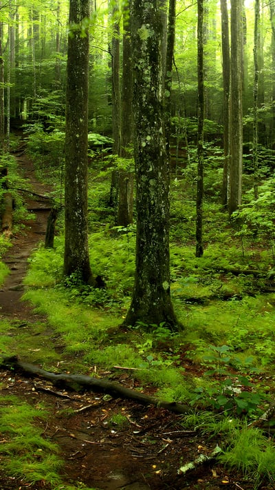 Forest path in Great Smoky Mountains National Park, Tennessee (© putmanphoto/Getty Images) mobile wallpaper