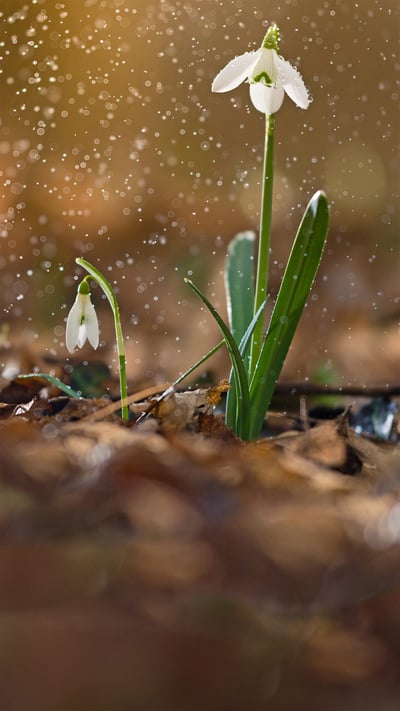 A snowdrop in bloom (© Péter Hegedűs/Getty Images) mobile wallpaper