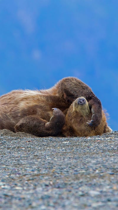 Grizzly bear cub relaxing, Cook Inlet, Chinitna Bay, Lake Clark National Park and Preserve, Alaska (© Erlend Krumsvik/Getty Images) mobile wallpaper